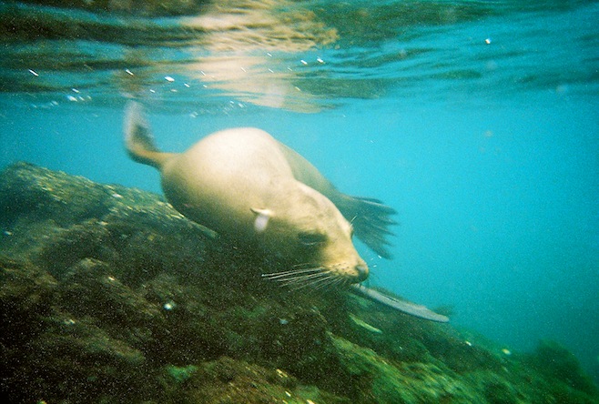 Underwater Lion